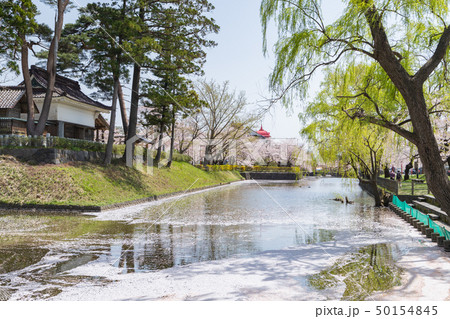 花咲く鶴岡公園 花咲く鶴岡公園 50154845