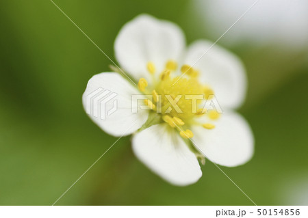 野イチゴの花 野いちご 野苺 ワイルドストロベリー 咲く 花 果物 苺の半 イチゴの花 いちごの花の写真素材