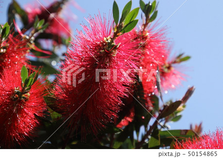 ブラシノキ 50154865