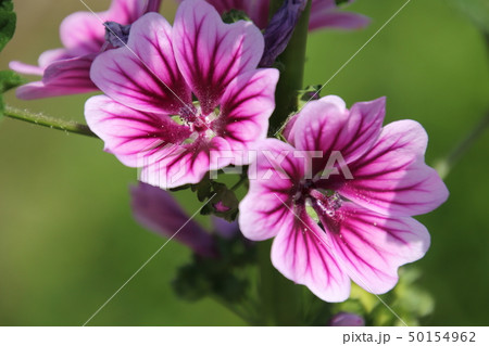 初夏に咲く立葵 初夏に咲く立葵 50154962