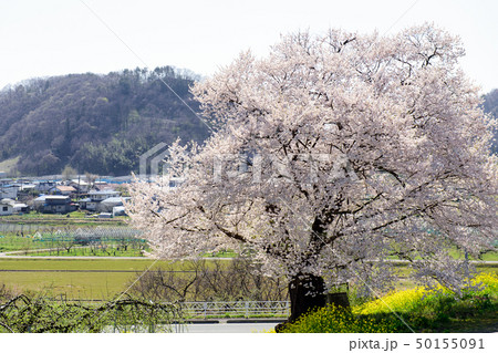貫津の種まき桜　天童市　山形県 50155091