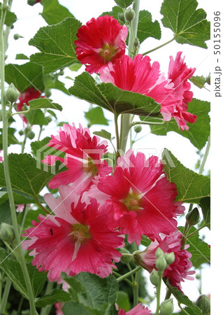 初夏に咲く立葵 50155096