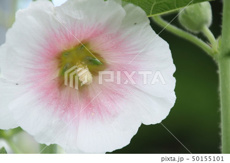 初夏に咲く立葵 初夏に咲く立葵 50155101