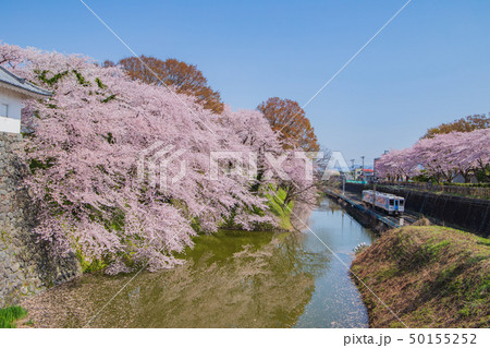 霞城公園の桜と電車 50155252
