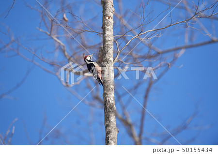 オオアカゲラ(北海道) オオアカゲラ(北海道) 50155434