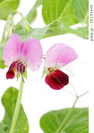 えんどう豆の花　野菜 50155445