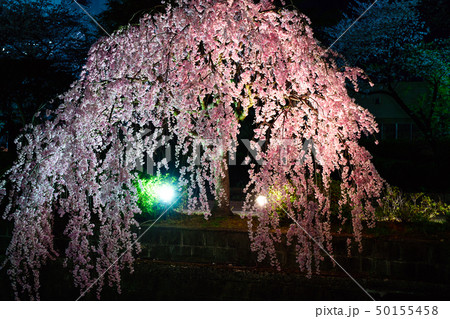 天童市 夜桜 山形県 天童市 夜桜 山形県 50155458