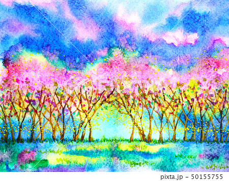 Pink cherry blossom forest spring season 50155755