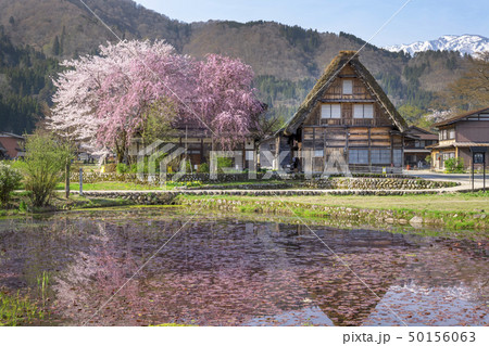 桜咲く春の白川郷 桜咲く春の白川郷 50156063