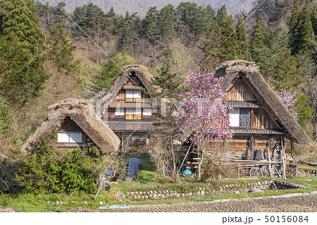 桜咲く春の白川郷 桜咲く春の白川郷 50156084