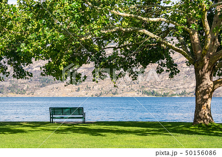 Lonely bench on lake shore under the crown of chestnut tree Lonely bench on lake shore under the crown of chestnut tree 50156086
