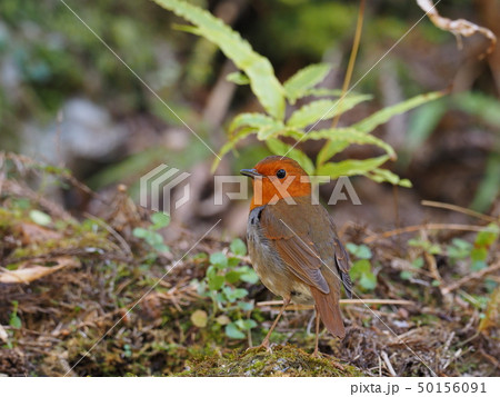 コマドリ 50156091