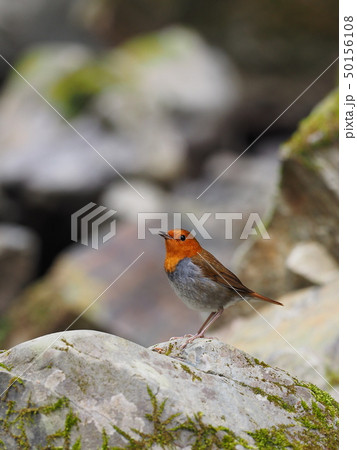 コマドリ 50156108