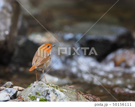 コマドリ 50156111