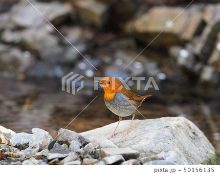 コマドリ 50156135