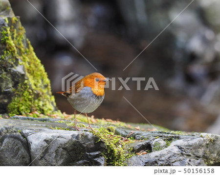 コマドリ 50156158