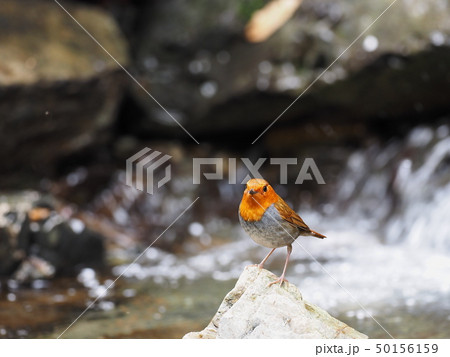 コマドリ 50156159