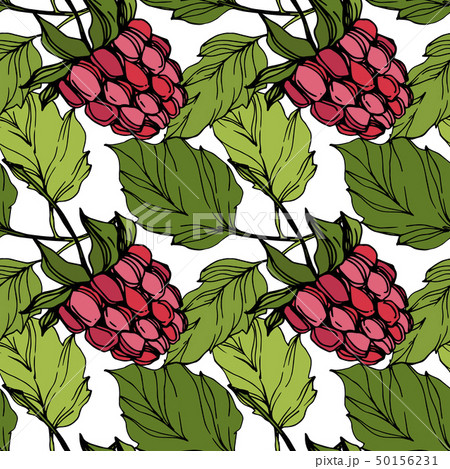 Vector Raspberry healthy food isolated. Red and green engraved ink art. Seamless background pattern. Vector Raspberry healthy food isolated. Red and green engraved ink art. Seamless background pattern. 50156231
