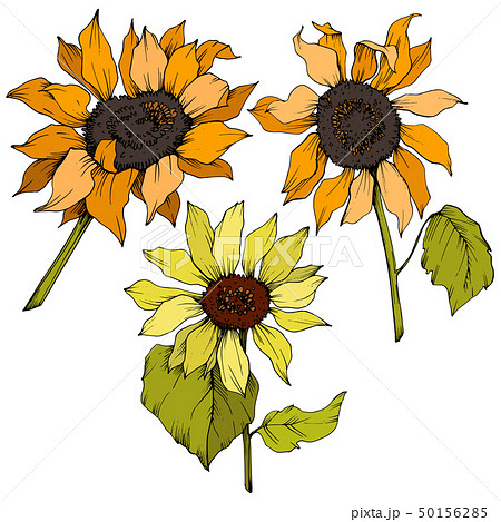 Vector Sunflower floral botanical flowers. Yellow and green engraved ink art. Isolated sunflower 50156285