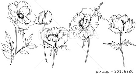 Vector Anemone Floral Botanical Flowers Black のイラスト素材