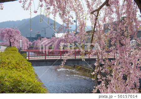 枝垂れ桜 天童市倉津川 枝垂れ桜 天童市倉津川 50157014