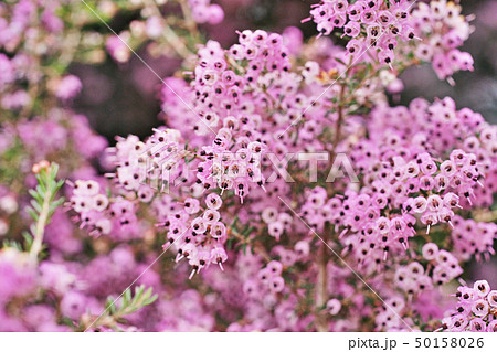 ピンクのジャノメエリカの花 ピンクのジャノメエリカの花 50158026