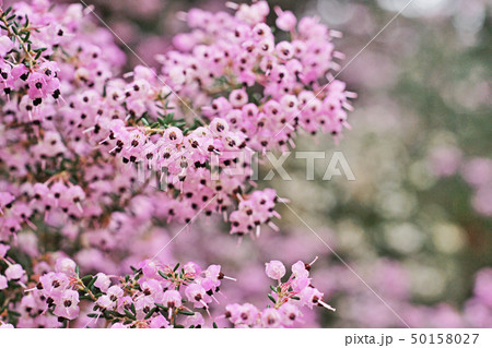 ピンクのジャノメエリカの花 50158027