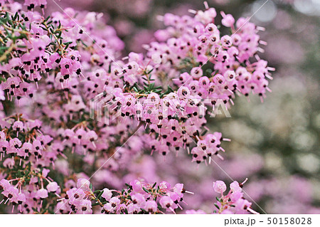ピンクのジャノメエリカの花 50158028