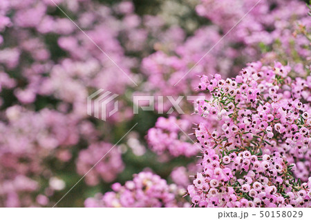 ピンクのジャノメエリカの花 50158029