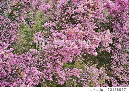 ピンクのジャノメエリカの花 ピンクのジャノメエリカの花 50158047