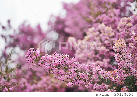 ピンクのジャノメエリカの花 ピンクのジャノメエリカの花 50158050
