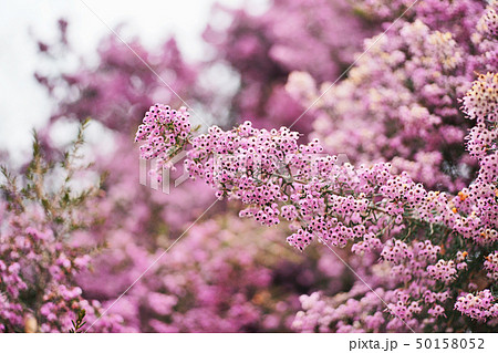 ピンクのジャノメエリカの花 ピンクのジャノメエリカの花 50158052