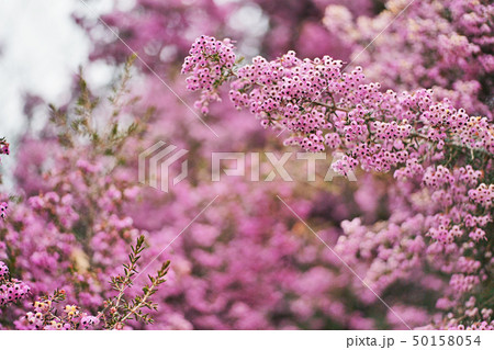 ピンクのジャノメエリカの花 ピンクのジャノメエリカの花 50158054