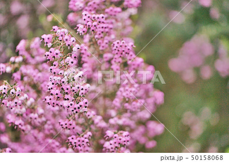 ピンクのジャノメエリカの花 50158068