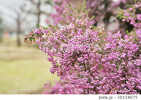ピンクのジャノメエリカの花 ピンクのジャノメエリカの花 50158075