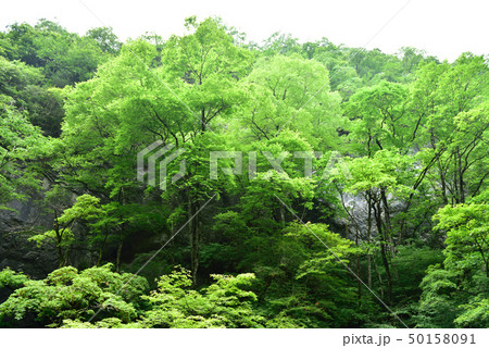 帝釈峡(広島県福山市東城町) 帝釈峡(広島県福山市東城町) 50158091