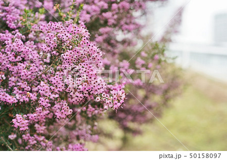 ピンクのジャノメエリカの花 50158097