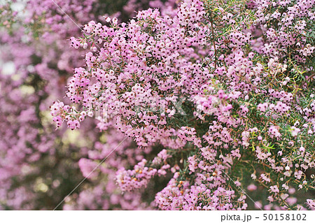 ピンクのジャノメエリカの花 50158102