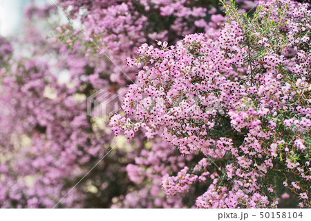 ピンクのジャノメエリカの花 50158104