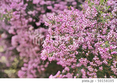 ピンクのジャノメエリカの花 50158105