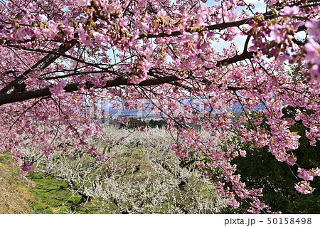 花咲く群馬箕郷梅林に河津桜 花咲く群馬箕郷梅林に河津桜 50158498