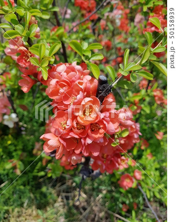 指名木 花 自然 50158939