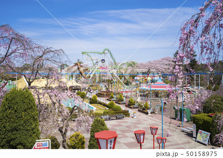 桜と遊園地098 桜と遊園地098 50158975