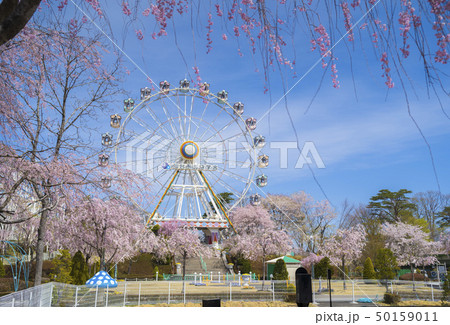 桜と遊園地012 桜と遊園地012 50159011