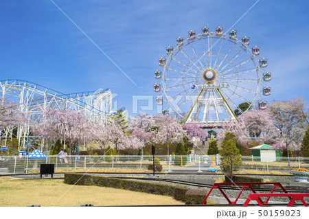 桜と遊園地023 桜と遊園地023 50159023