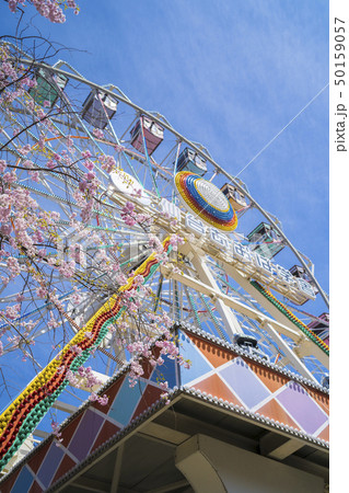 桜と遊園地034 桜と遊園地034 50159057