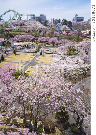 桜と遊園地050 50159073