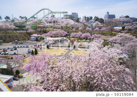 桜と遊園地051 桜と遊園地051 50159084