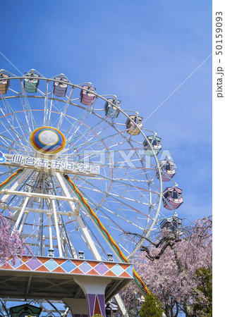 桜と遊園地060 50159093