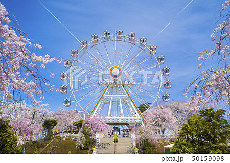 桜と遊園地065 桜と遊園地065 50159098